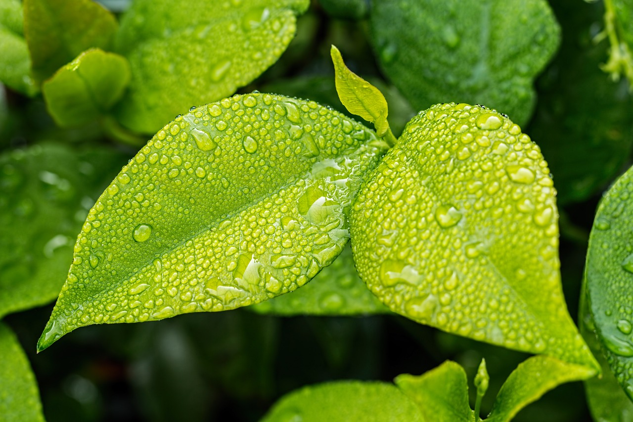 Successful Implementations of Green Energy Solutions Across The Globe